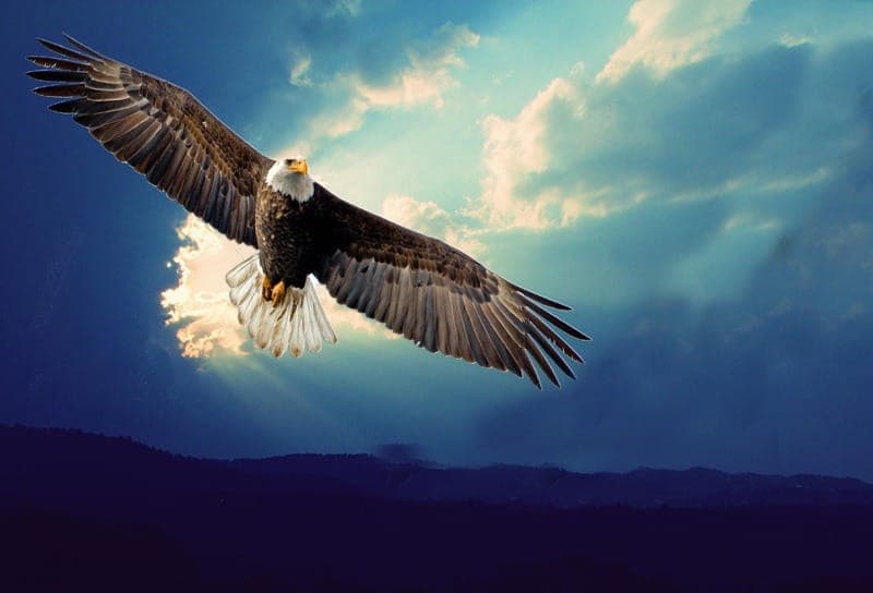 EL DESPERTAR DEL ÁGUILA